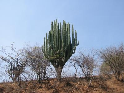 Cactus